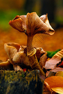在腐烂的木脚上生长的蘑菇 橘红棕褐色图片