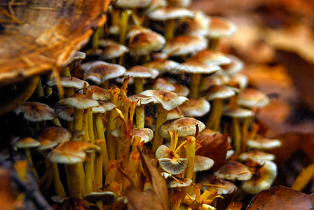在腐烂木材上种植的蘑菇 橘红棕褐色图片