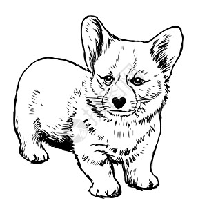Pembroke 威尔士Corgi狗手绘草图哺乳动物绘画狗毛插图小狗友谊朋友涂鸦图片