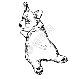 Pembroke 威尔士Corgi狗友谊动物涂鸦绘画哺乳动物朋友草图插图狗毛犬类图片