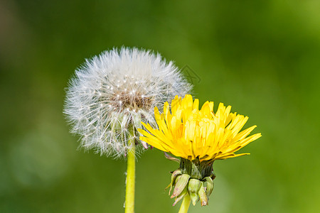 花朵花朵之花 白绿春S S季节杂草阳光草地时间植物自由生长愿望花粉背景图片
