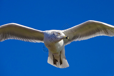鸽子滑翔在深蓝天空自由岛前飞翔太阳海滩晴天支撑海鸥航班行动翅膀钓鱼海鸟图片