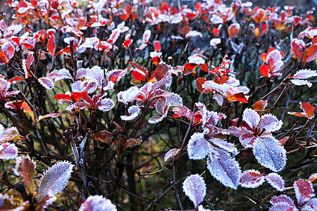 秋叶雪霜清晨青霜覆盖了秋叶和草地 冬底背景来自上面背景