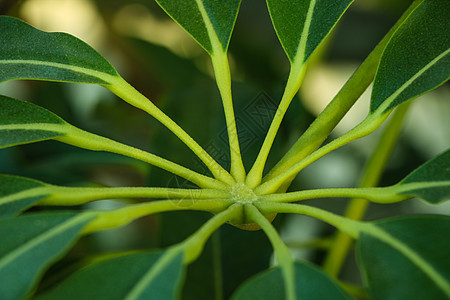 用绿色光学大型叶子在窗帘前种植的房屋 里面有棕色树皮和水生植物图片