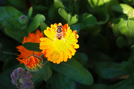 黄色花朵上的蜜蜂香肠 在夏令营的花朵和蜜蜂图片