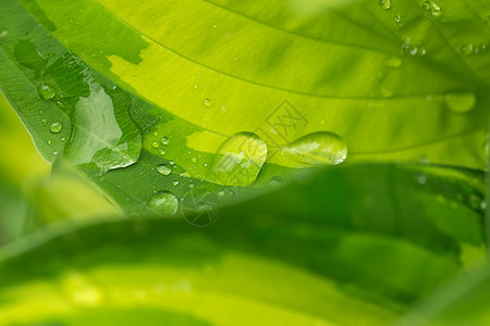 绿色植物叶子上的水滴液体宏观雨滴反射环境植物植物群墙纸生态气泡图片