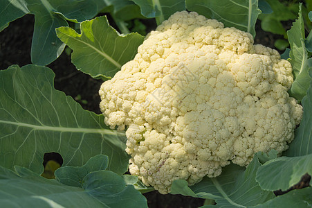 花椰菜在阳光夏日的花园里生长 种植新鲜蔬菜的概念 cauliflower植物植物群饮食农业叶子沙拉食物地面园艺农场图片