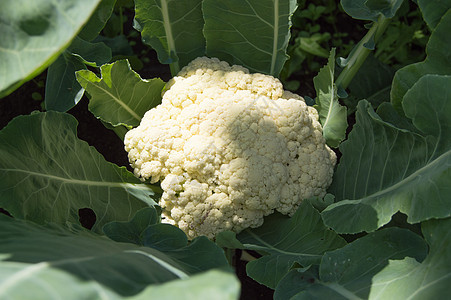 花椰菜在阳光夏日的花园里生长 种植新鲜蔬菜的概念 cauliflower植物家具食物园艺饮食农场沙拉农业地面营养图片