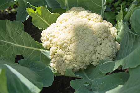 花椰菜在阳光夏日的花园里生长 种植新鲜蔬菜的概念 cauliflower农场植物群植物饮食营养食物叶子园艺家具沙拉图片