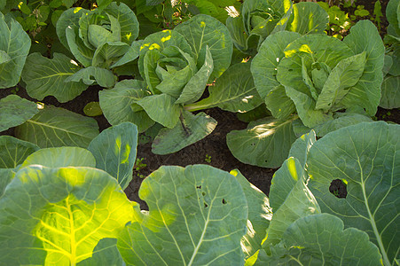 在花园户外生长的卷心菜 阳光明亮蔬菜叶子种植园农业土壤花园植物收成栽培食物图片