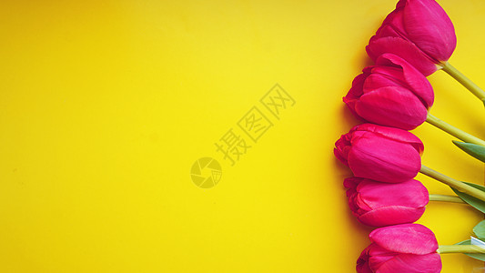 春季概念 黄色背景的粉红郁金花妈妈庆典花园女孩郁金香植物日历植物群卡片假期图片