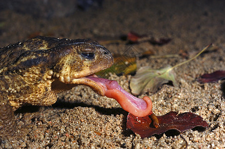 常见的蛤蜴吃虫子 舌头出来荒野生活语言爬虫树叶哺乳动物食虫动物动物群抗生素图片