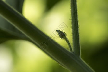 在果园 水果 植物 树叶中叶子烹饪花园醋栗饮食季节热带情调食物荒野图片