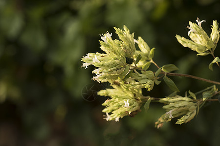 奥里根花 奥里根姆粗俗植物花序芳香唇形科饮食味道野花草地植物群厨师图片