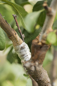 采摘果树 杏仁树上的木 在园区工作果园裂缝水果收成花园园丁方法发芽树干生长图片