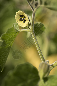 金莓 鲜花美食浆果异国荒野花园橙子酸浆药草灯笼醋栗图片