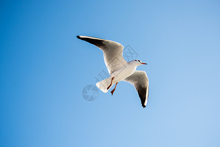 单海鸥在蓝蓝空中飞翔羽毛动物蓝色天空鸟类生活海鸟航班飞行家禽图片