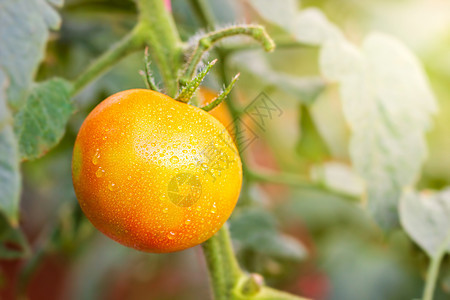 大番茄和有机农场的水滴 日晒早烹饪阳光藤本收成生长季节农业叶子温室宏观图片
