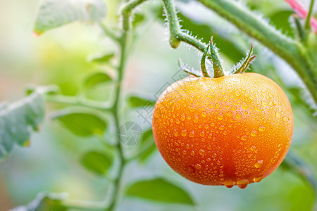 大番茄和有机农场的水滴 日晒早热带蔬菜食物宏观阳光场地饮食收成植物季节图片