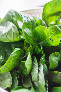 干燥机里新鲜的面包叶 以备绿色菠菜饮食营养植物叶子树叶草本植物青菜生产烹饪图片
