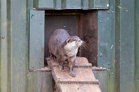 Otter离开它的巢穴了幼崽避难所栖息地爪子毛皮野生动物潜水生态哺乳动物小狗图片