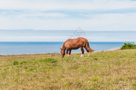 在普卢贡夫林的圣马提乌角F旅游地平线尾巴蓝色马匹海滩棕色假期肋骨鬃毛图片