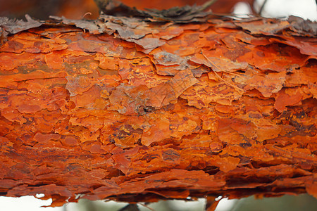 树皮材料宏观老化木头皮肤裂缝绿色风化木板树干图片