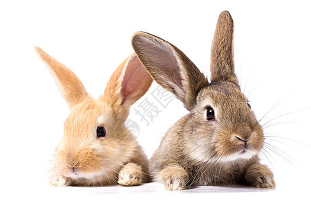 两只毛茸茸的兔子看着招牌 白色 bac 上孤立卡片纸板假期农场海报动物婴儿工作室销售哺乳动物图片