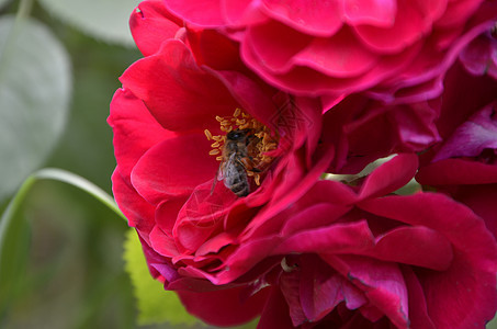无标题郁金香宏观植物群花瓣绿色花朵花园玫瑰礼物粉色图片