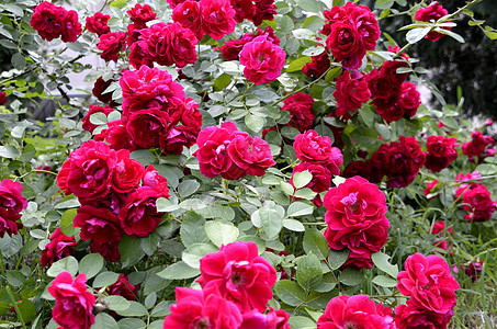 无标题植物宏观礼物玫瑰粉色花瓣花朵郁金香绿色植物群图片