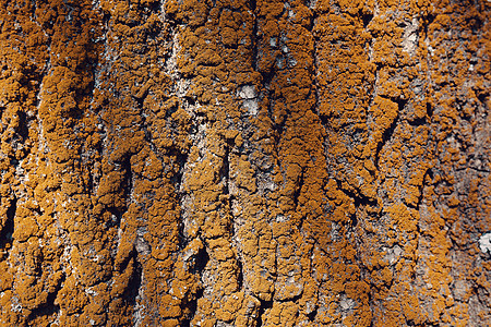 树皮纹理花纹木头皮肤苔藓木板材料红木白蚁橡木环境木材图片