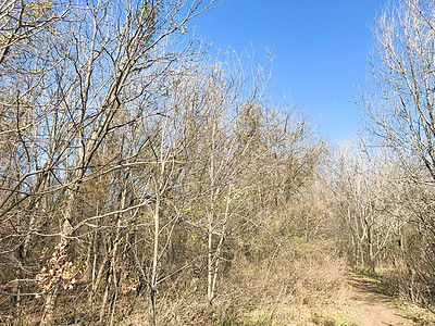 自然公园的土壤足迹 冬季树木裸露风景晴天小路木头地面天空踪迹森林蓝色跑步图片