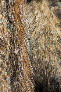 作为背景的装饰动物毛皮材料头发外套羊毛地毯纺织品哺乳动物野生动物狐狸皮肤图片