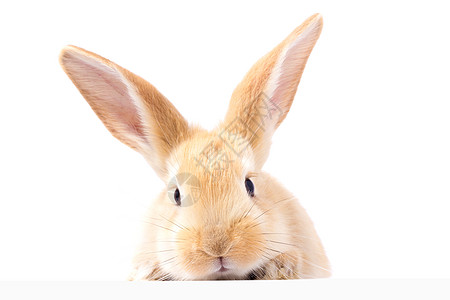 红色毛茸茸的兔子看着标志 孤立在白色背景上婴儿好奇心纸板海报农场招牌爪子销售动物木板图片