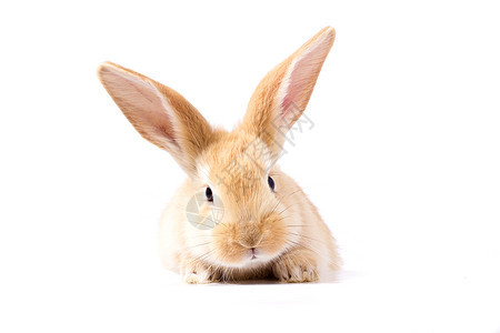 红色毛茸茸的兔子看着标志 孤立在白色背景上哺乳动物横幅销售野兔爪子卡片木板招牌宠物好奇心图片