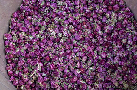 令人惊叹的七彩干花在竞争中季节场地叶子花瓣植物园艺花朵植物群花园植物学图片