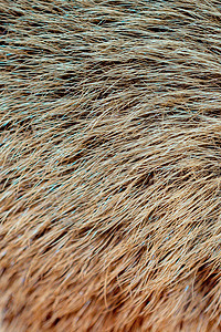 作为背景的装饰动物毛皮羊毛野生动物外套宏观荒野材料头发地毯哺乳动物狐狸图片