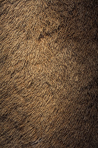 作为背景的装饰动物毛皮外套羊毛材料狐狸头发纺织品地毯荒野哺乳动物皮肤图片