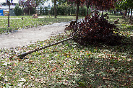 绿树倒在绿色草地上飓风灾难风暴森林白色木头树干损害拆除图片