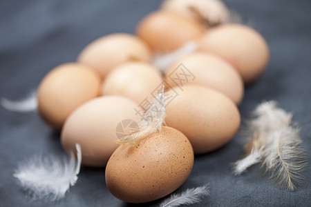 养鸡蛋和羽毛图片