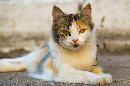 三体色力的猫 躺在沥青上 直看直 背景模糊羊毛街道城市耳朵眼睛谎言魅力太阳图片