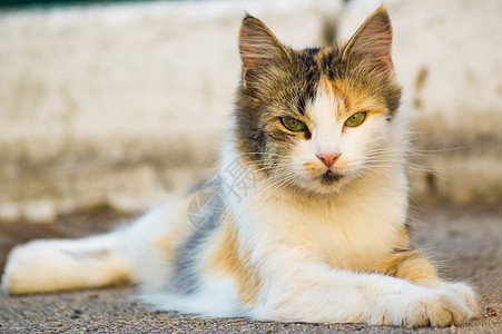 三体色力的猫 躺在沥青上 直看直 背景模糊太阳耳朵街道城市羊毛眼睛魅力谎言图片