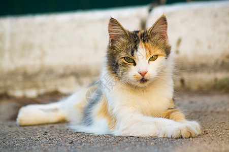 三体色力的猫 躺在沥青上 直看直 背景模糊谎言眼睛城市太阳耳朵街道魅力羊毛图片