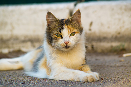 三体色力的猫 躺在沥青上 直看直 背景模糊太阳谎言眼睛耳朵街道羊毛魅力城市图片