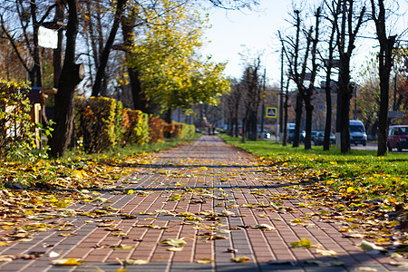 秋天路边有叶子 绿草和橙树叶成人公园木头小路女性跑步女士夫妻太阳环境图片