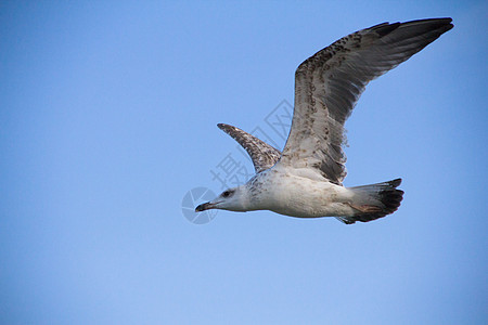 正在飞行的海鸥蓝色荒野动物假期打猎天空晴天翅膀白色空气图片
