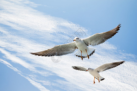 单海鸥在蓝蓝空中飞翔荒野自由动物野生动物天空鸟类航班生活家禽蓝色图片