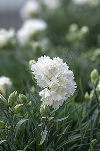 白康红花花婚礼树叶花朵植物运气季节花瓣宏观植物学庆典图片