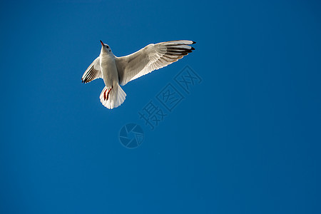 单海鸥在蓝蓝空中飞翔鸟类动物群蓝色支撑翅膀天空野生动物栖息地航班家禽图片