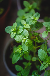 阳台上的锅里装着绿色多汁薄荷草本植物香料宏观园艺芳香烹饪树叶花园厨房香气图片